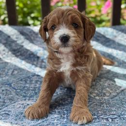 Miranda - Red  female Goldendoodle puppy in Wharton, Texas from Little Fur Friends