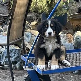 Bernese Mountain Dogs from Cynthia's Bernese Mountain Dogs