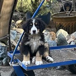 Bernese Mountain Dogs from Cynthia's Bernese Mountain Dogs