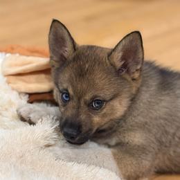 Flora - Wolf sable female Pomsky puppy in Doon, Iowa from Luxury Pomsky