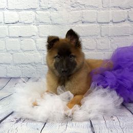 Belgian Tervuren Puppies from Kanna Belgian Tervuren
