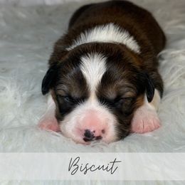 Biscuit - Sable and white male American Corgi puppy in Greenwood, Indiana from Witch Creek Corgis