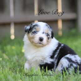 Australian Shepherd Puppies from Knight's Aussies