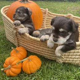Miniature Schnauzer Puppies from Miniature Schnauzer Paradise llc