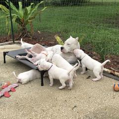 Dogo Argentino and Greyhound Puppies from Wayward Dogos and Hounds