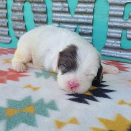 Oscar - Blue merle and white male Sheepadoodle puppy in Owensville, Missouri from Oak Valley Kennels