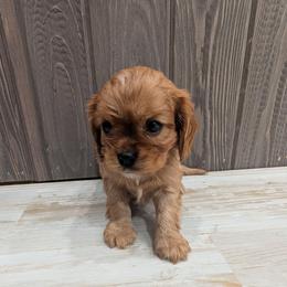 Tate - Ruby male Cavalier King Charles Spaniel puppy in New Holland, Pennsylvania from Mountain Breeze Puppies