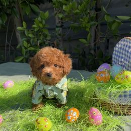 Red - Red  Goldendoodle puppy in Altadena, California from Dena Hills