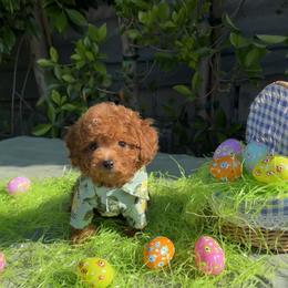 Red - Red  Goldendoodle puppy in Altadena, California from Dena Hills