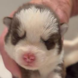Jazzy - Chocolate female Pomsky puppy in Spring Hill, Florida from PDQ Pomskies