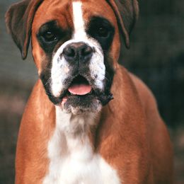 Daisy - Boxer