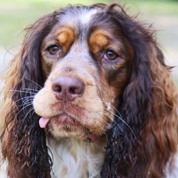 Boykin Spaniels and English Springer Spaniels from Eagle Trail Kennels