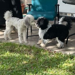 Aussiedoodle All Grown Up from Poodles and Doodles Most Excellent Adventures