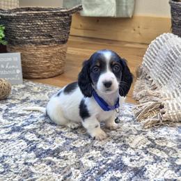AKC Meet Chandler :) - Piebald male Dachshund puppy in Centerville, Iowa from Barnyard Dachshunds, Dals & Doodles