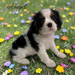 Angel - Tri-color female Cavalier King Charles Spaniel puppy in Miami, Florida from Mario’s Pups