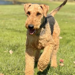 Airedale Terrier puppies from Anne's Pups