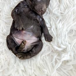 Oakley - Brown female Poodle puppy in from Pink Poodles and Doodles