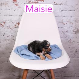 Maisie - Blue merle female Assorted Doodle Crosses puppy in Calhoun, Georgia from Happy Top Doodles