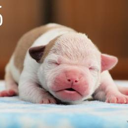 Miles - White and red male American Bulldog puppy in Vancouver, Washington from Blackwell's American & French Bulldogs