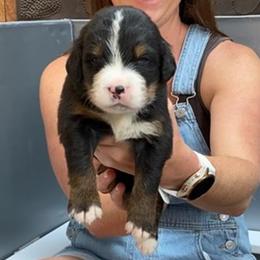 Purple Collar Female - Black rust and white female Bernese Mountain Dog puppy in Bristol, Tennessee from Holston Hollow Farm