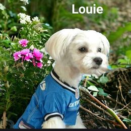 Louie - Maltese