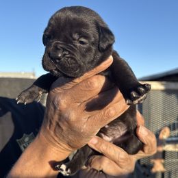 Girl 4 - Cane Corso puppy from Busch Kennels LLC