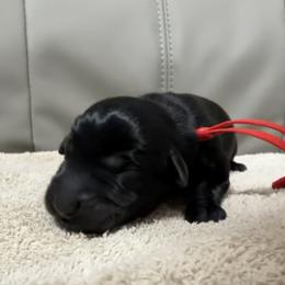 Fruit Loops - Black male Labrador Retriever puppy in Dickson, Tennessee from Cane Creek Labradors