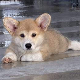 Black Collar Male - Sable male Pembroke Welsh Corgi puppy in Victoria, Texas from Clear Creek Corgis