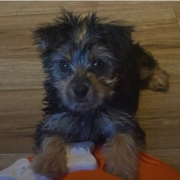 Assorted Doodle Crosses, Double Doodle, Maltipoo, Morkie, and Yorkipoo Puppies from Danza Bolo