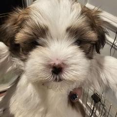 Boy 2 - Mal-Shi puppy in New York from Alana Miller