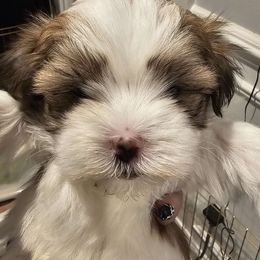 Boy 2 - Mal-Shi puppy in New York from Alana Miller