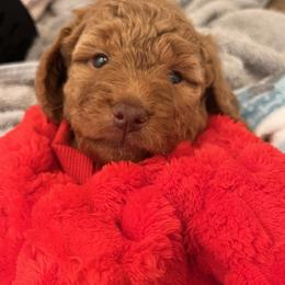 Goldendoodle Puppies from Kid's Best Doodle