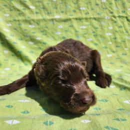 Pixie - Liver female German Shepherd puppy in Los Lunas, New Mexico from Mali's German Shepherds LLC