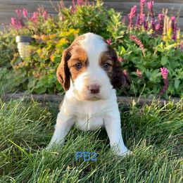 PB2 - Red and white male English Springer Spaniel puppy in Britton, South Dakota from K&S Canines