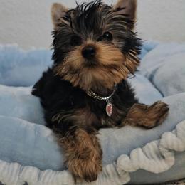 Lily - Black and gold female Yorkshire Terrier puppy in Tamarac, Florida from Yorkiefamily7