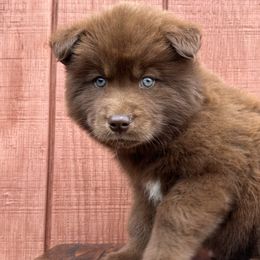 Boy 3 - Siberian Husky puppy in Jonesborough, Tennessee from Dry Creek Siberians