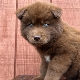 Boy 3 - Siberian Husky puppy in Jonesborough, Tennessee from Dry Creek Siberians
