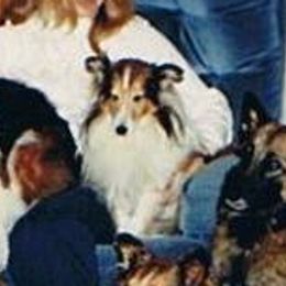 Shetland Sheepdogs from Dixie's Shelties