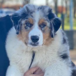 Australian Shepherds, French Bulldogs, and German Shepherds from Round of Apaws Canines