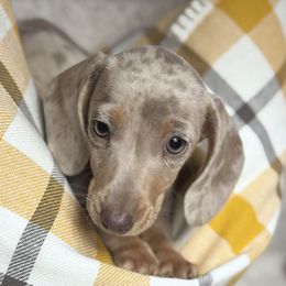 Casper - Fawn (isabella) and tan male Dachshund puppy in Fayetteville, Arkansas from Natural State Dachshunds