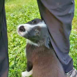 Delilah-Red Collar - Black and white female Border Collie puppy in Chester, Vermont from Countryside Border Collies