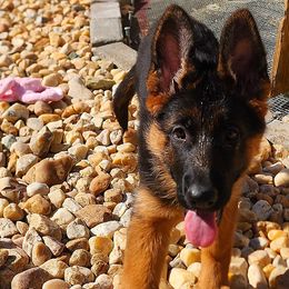 Boy 1 - German Shepherd puppy in Clifton, Virginia from Von Haus Wisen Baker German Shepherds