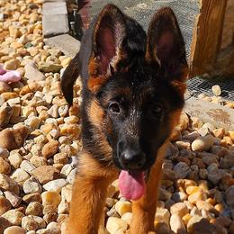 Boy 1 - German Shepherd puppy in Clifton, Virginia from Von Haus Wisen Baker German Shepherds