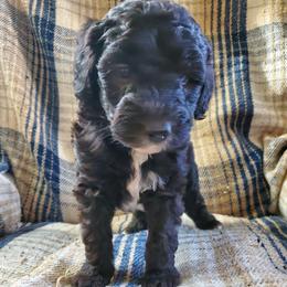 Peaches - Black female Sheepadoodle puppy in Bellevue, Iowa from Fluffy Wonders Poms and Doodles