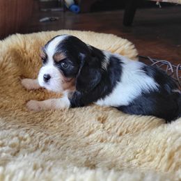 Cavalier King Charles Spaniel Puppies from Duchess Cavaliers