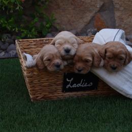 Cavalier King Charles Spaniel and Cavapoo Puppies from Catella Cavaliers and Cavapoos
