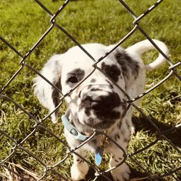 Dalmatian Puppies from Speckled Spots Dalmatians