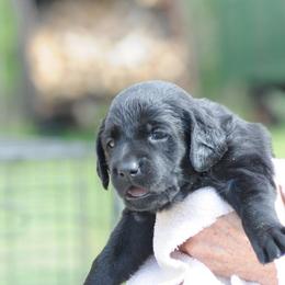 Girl 5 - Labrador Retriever puppy in Shiocton, Wisconsin from Green Acres Labrador Retrievers