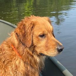Golden Retriever Puppies from Mountain View Farms - World Class Golden Retrievers