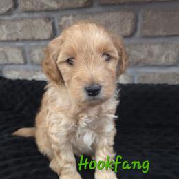 Hookfang - Apricot male Goldendoodle puppy in Layton, Utah from Gracious Doodle Dogs